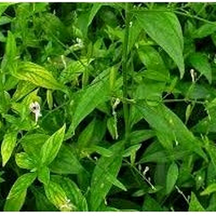 Heirloom Andrographis Plant Seeds for Garden Planting, Non-GMO, Medicinal Herb for Wellness Gardens [neera-v5-298fb94ee7393af09690]