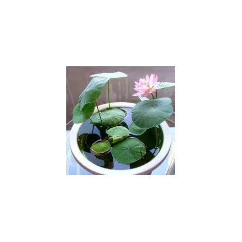 Mixed Lotus Flower Seeds [neera-v5-29999e5d8109ac354c68]