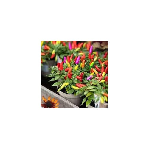 Pepper Seeds for Home Garden [neera-v5-29aab2187ac0bd092a3e]