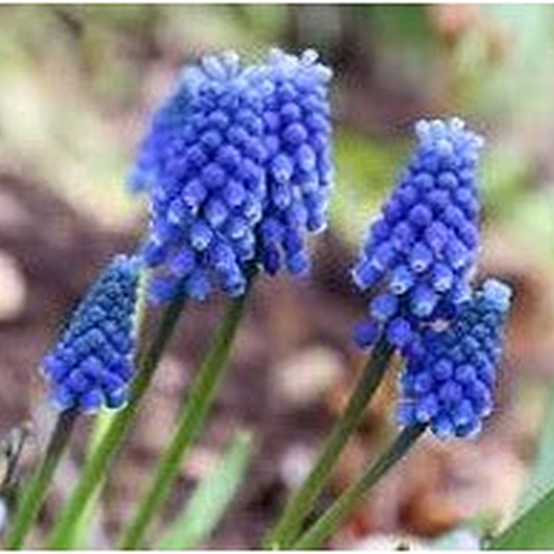 Muscari Armeniacum Bulbs [neera-v5-29b05be5ac17b060c49d]