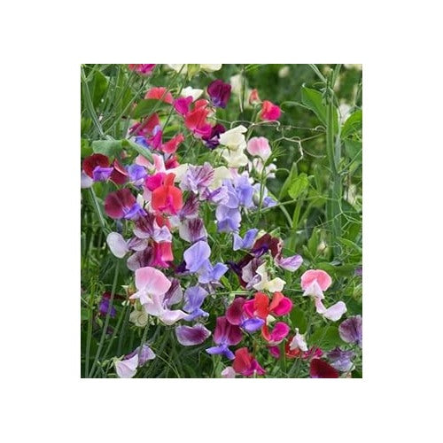 Heirloom Non Gmo Peas Flower For Planting Fragrant Climbing Blooms For Trellised Gardens Flower [neera-v5-29bccfe5d4c1440a67d9]