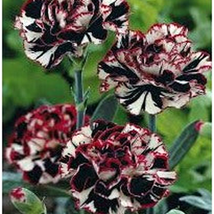 Heirloom Non-GMO Maroon White Carnation Flower Seeds for Planting [neera-v5-29c107babf1d6d200abf]