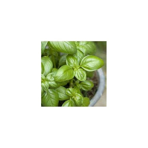 Light Green Basil Plant Seeds for Planting [neera-v5-29c75b34021e7e113440]