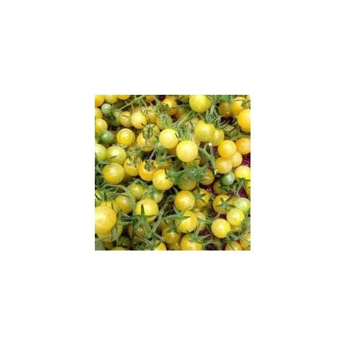 Big Tomato Vegetable Seeds for Planting [neera-v5-29cfaf023f0e18946f78]