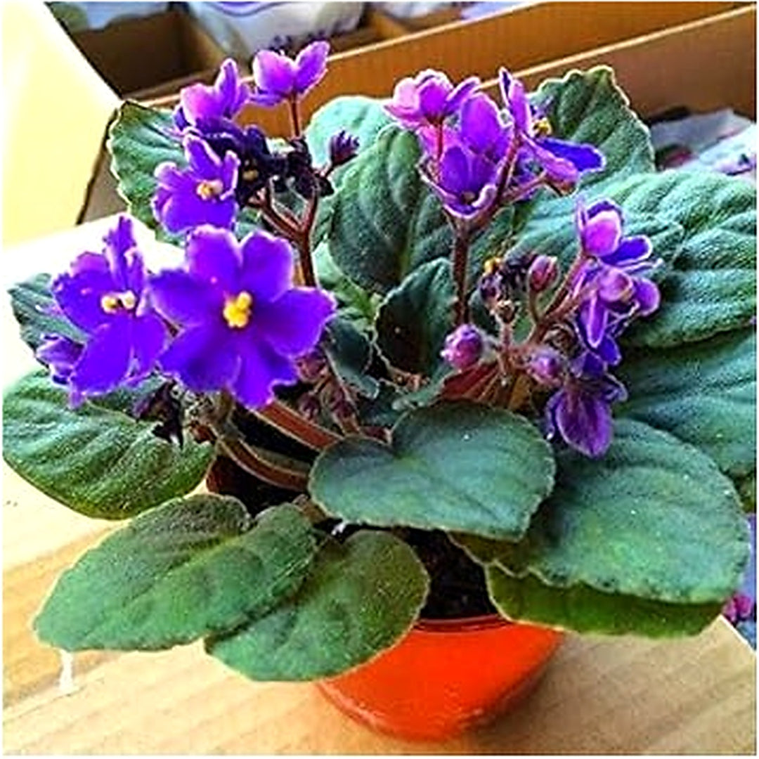 Violet Mini Matthiola Incana Flower Seeds for Planting [neera-v5-29da1c6864fa68dac5ba]