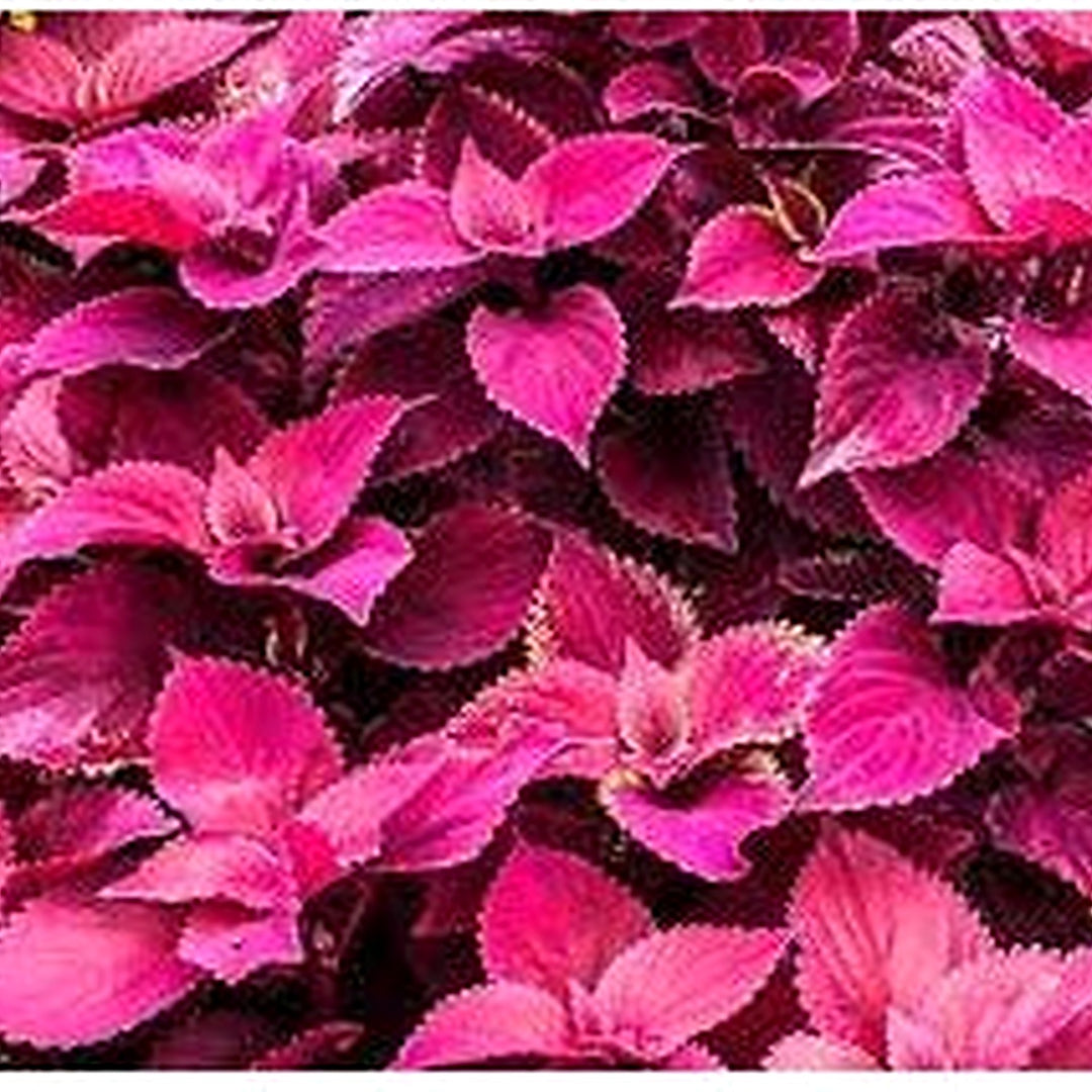 Velvet Coleus Jazz Flower For Planting Heirloom And Non Gmo Garden Flower Seeds for Home Garden [neera-v5-29dfbce0d5d8b7dcc546]
