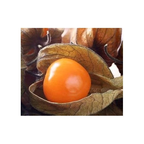 Yellow Tomato Seeds for Planting [neera-v5-29e2bd73467ee4496756]