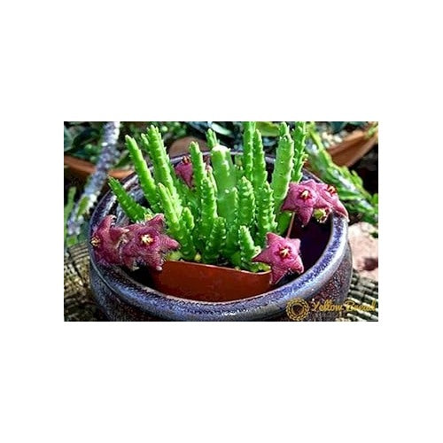 Pink Green Succulent Flower Seeds [neera-v5-29e97dea0376e75da0cb]