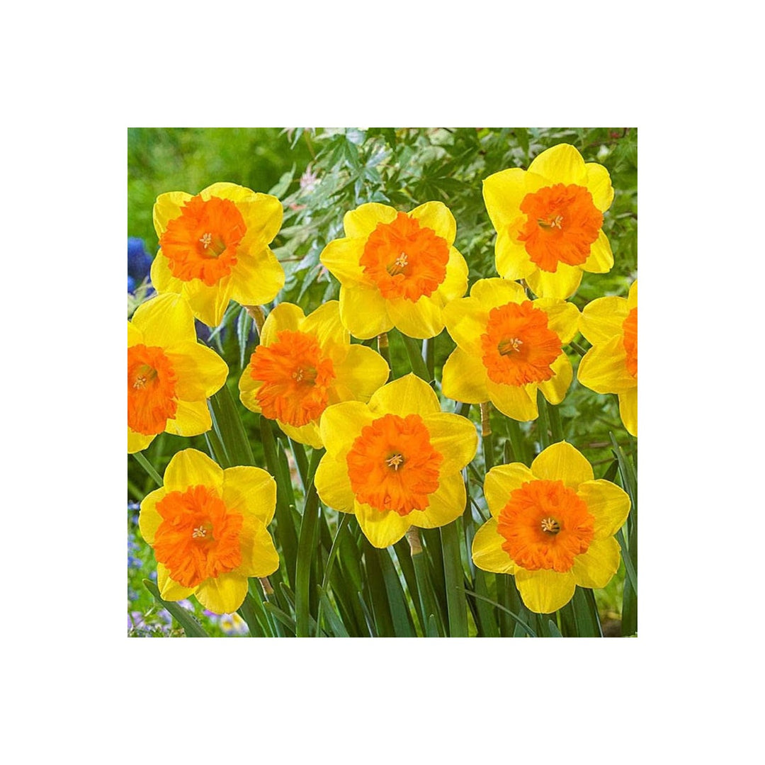 Daffodil Double Petal Aquatic Flower Flower Seeds for Home Garden Planting, Exotic Organic Blooming [neera-v5-29eb68d11db583707408]