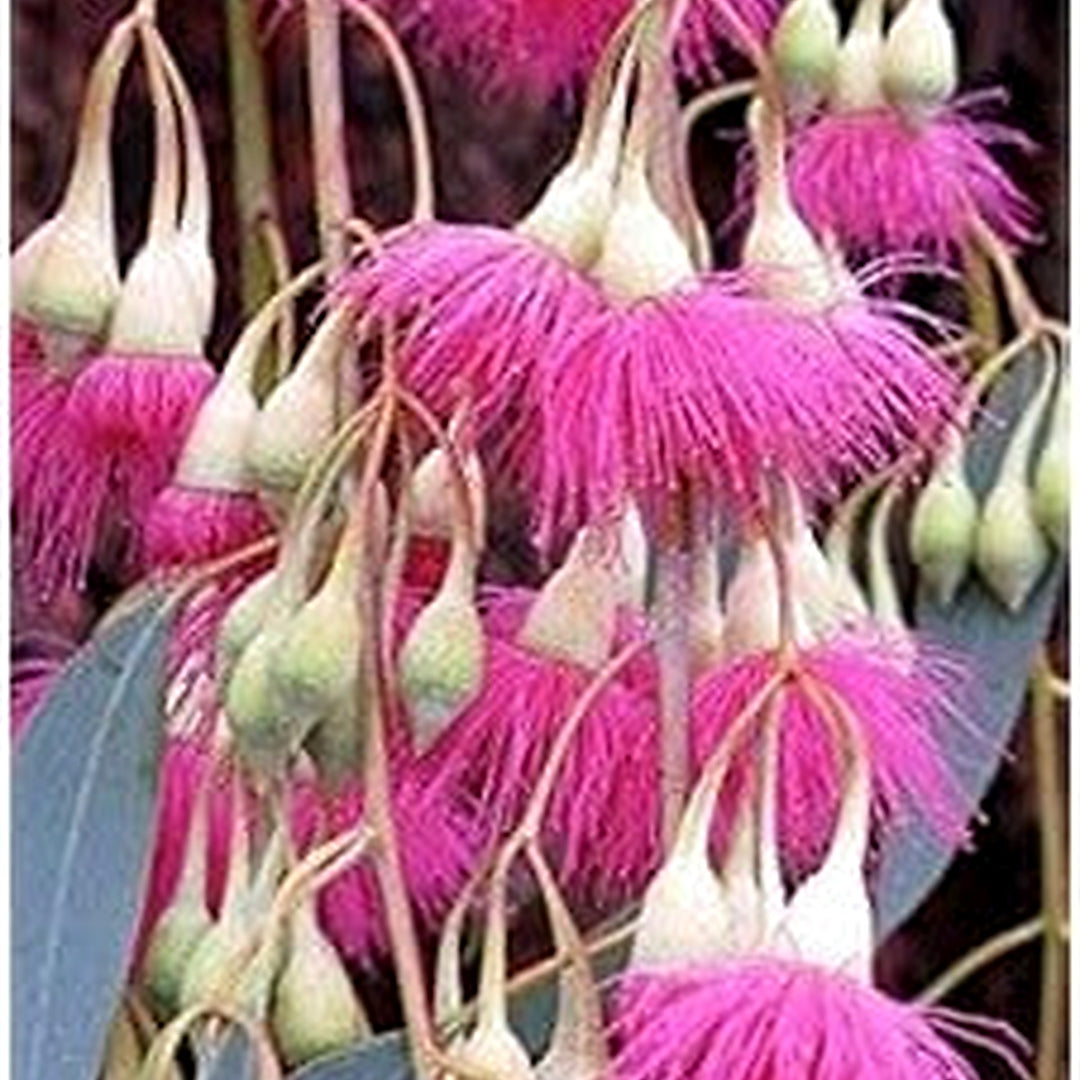 Pink Eucalyptus Sideroxylon Seeds for Planting [neera-v5-29faa2212bb1bafde45f]