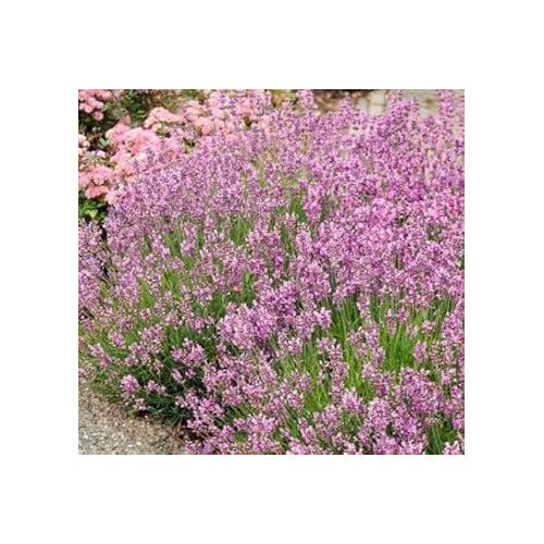 Heirloom Light Pink Lavender Flower Seeds for Planting [neera-v5-29fe8c826e0c66f08223]