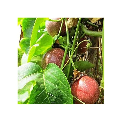 Passion Fruit Seeds for Planting [neera-v5-2a012559d45532bfca63]