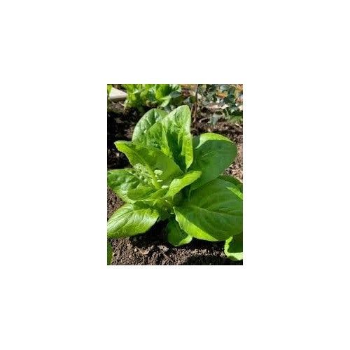 Gem Romaine Lettuce Seeds for Planting [neera-v5-2a06bbbe2d73078e39a0]