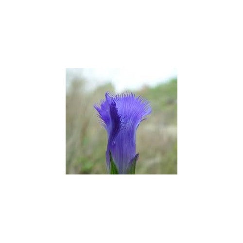 Gentiana Crinita Flower Heirloom Non Gmo For Native And Wildflower Garden Planting Flower Seeds for [neera-v5-2a08a0e7c7cac965180c]