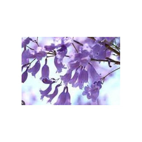 Heirloom Non-GMO Lavender Jacaranda Flower Seeds for Garden Planting | High Germination Organic Garden Seeds [neera-v5-2a091742330176026f41]
