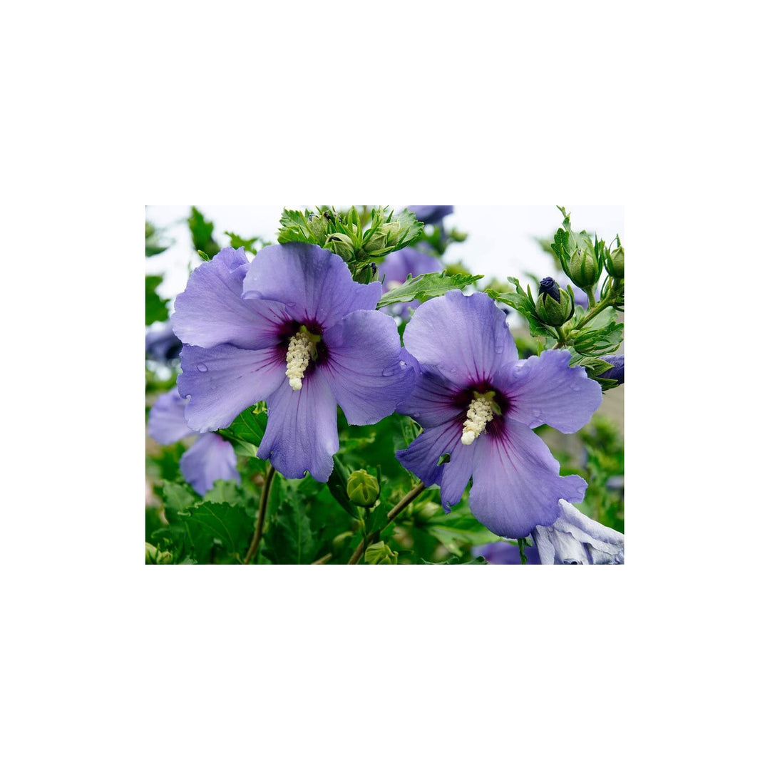 Blue Rose Of Sharon Hibiscus Syriacus Flower For Planting In Vertical Garden Or Backyard Hedges [neera-v5-2a0a9044b0a818025fac]