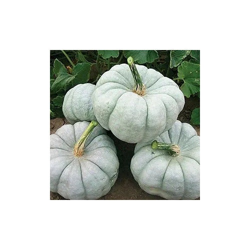 Rock Star Pumpkin Vegetable For Planting Flower Seeds for Home Garden Planting, Blooming Organic [neera-v5-2a0e9fa1773b9f952f9e]