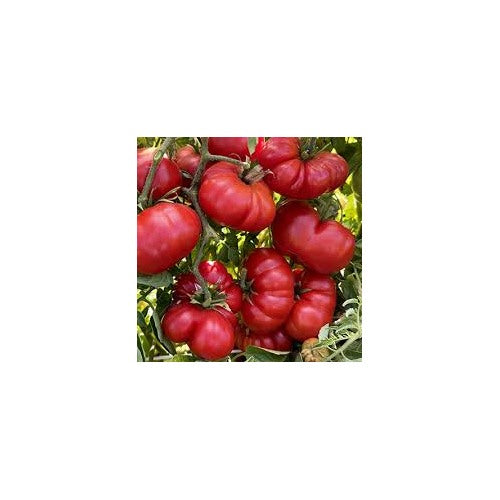 Heirloom Red Santorini Tomato Seeds for Planting [neera-v5-2a10c4a6ac01d63aabe8]