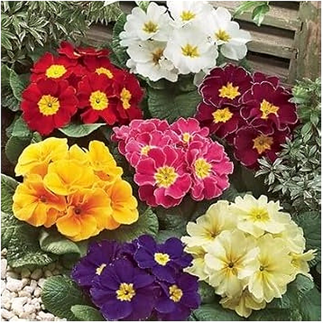 Non-GMO Mixed Primula Malacoides Flower Seeds [neera-v5-2a1dd3dbc5b1c9194121]