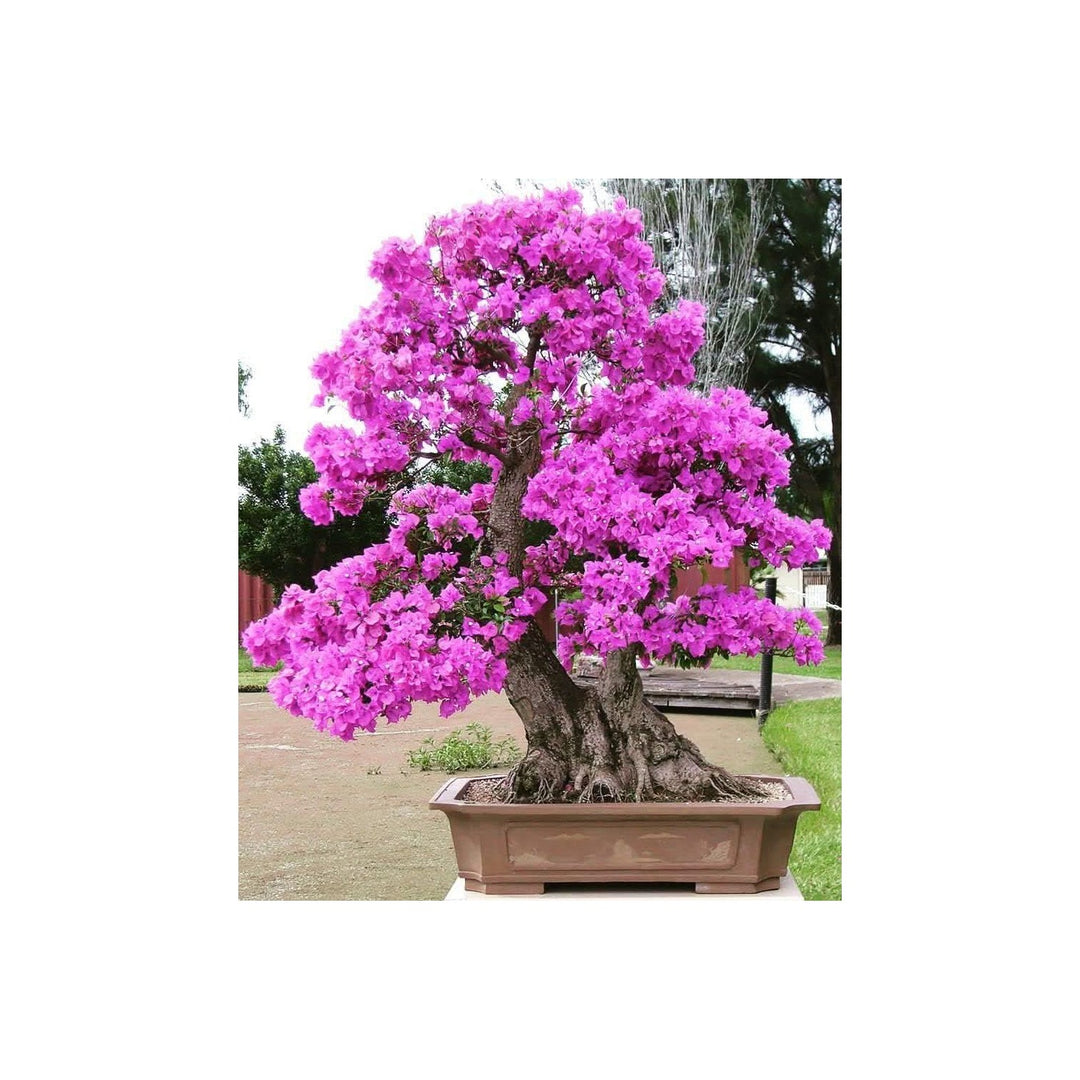 Heirloom Non Gmo Bonsai Tree For Planting Miniature Ornamental Tree Flower Seeds for Home Garden [neera-v5-2a212c6f13dc8f046e58]