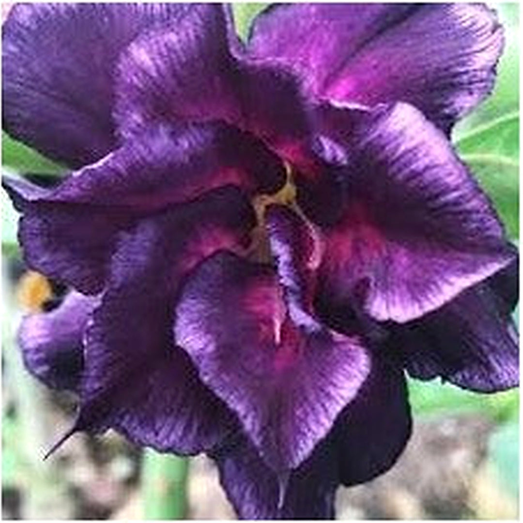 Purple White Adenium Desert Rose Fresh Planting Exotic Blooms Flower Seeds Home Garden [neera-v5-2a2596f26289e426eec0]