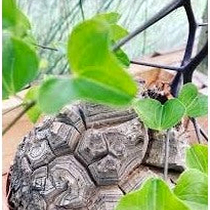 Dioscorea Elephantipes Yam Seeds for Planting [neera-v5-2a39f9c412d3afaf2396]