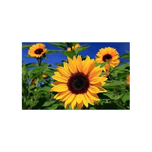 Yellow Sunflower Heirloom Non-GMO Seeds for Planting [neera-v5-2a3dfcbcb6befcf4b7a7]