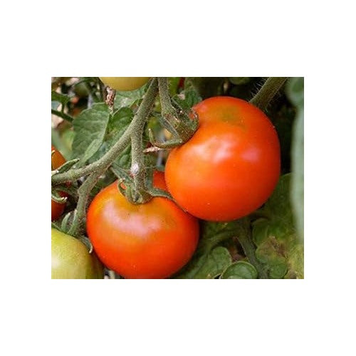 Dark Orange Tomato Seeds for Planting [neera-v5-2a49c35d05d09644f8fd]