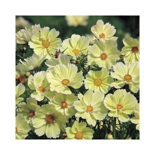 Yellow Cosmos Sunset Great Cut Flowers Containers Non Gmo Heirloom Flower Seeds Home Garden [neera-v5-2a59220078c22c59b732]
