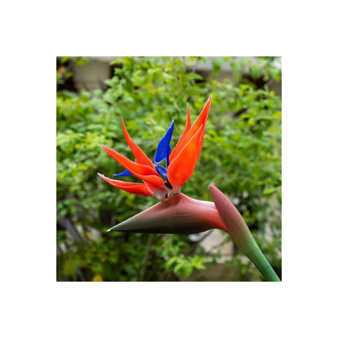 Red Heirloom Non Gmo Strelitzia Reginae Flower For Planting Exotic Tropical Garden Blooms Flower [neera-v5-2a5bf71adbd9f9302256]