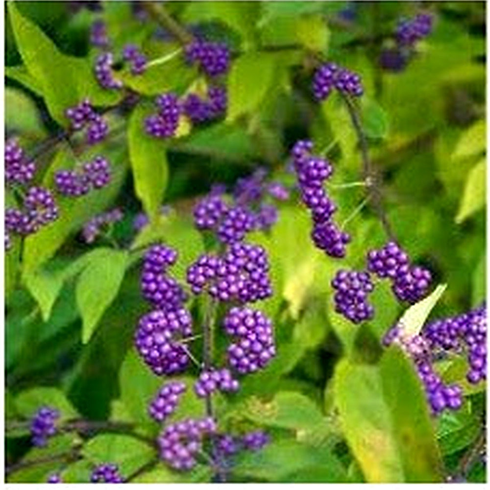 Purple Callicarpa (Beautyberry) Bush Fruit Seeds for Planting [neera-v5-2a661709fb93804d39b3]