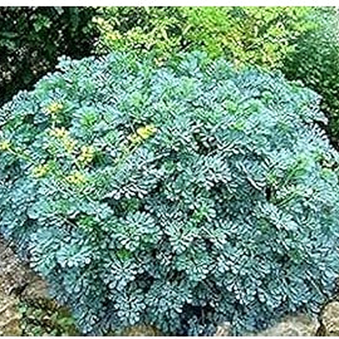 Ruta Graveolens Seeds for Planting [neera-v5-2a6ff06f9b7428eabd80]