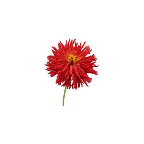 Red Giant Cactus Zinnia Flower Seeds for Planting [neera-v5-2a70c4f8db631561d448]