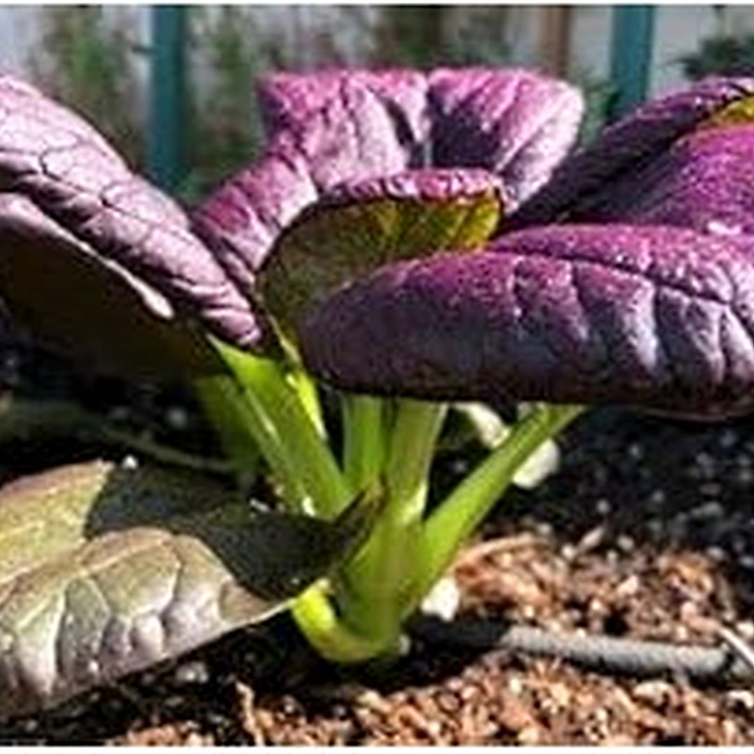 Purple Choi Bok Choy Seeds for Planting [neera-v5-2a88d85a19b9108eee70]
