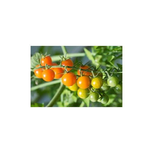 Sungold Tomato Seeds for Planting [neera-v5-2a9423ec1713302d208c]