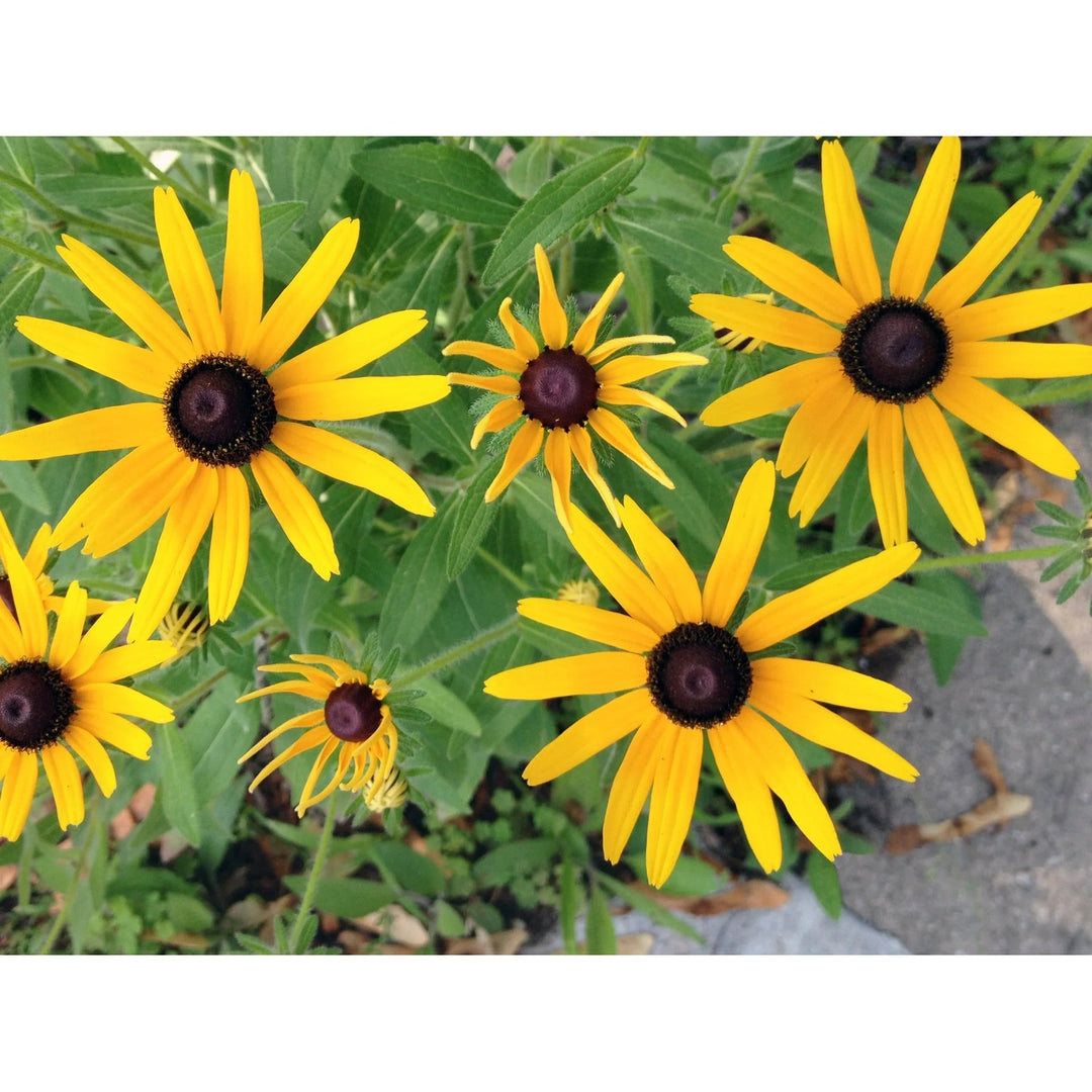 Black Eyed Susan Rudbeckia Hirta Flower For Backyard Garden And Ornamental Planting Flower Seeds [neera-v5-2a9cba5375e94fcce449]