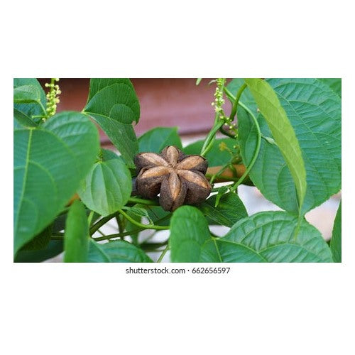 Sacha Inchi (Mountain Peanut) Plant Seeds for Planting [neera-v5-2aacbfbcd436f40c50f7]
