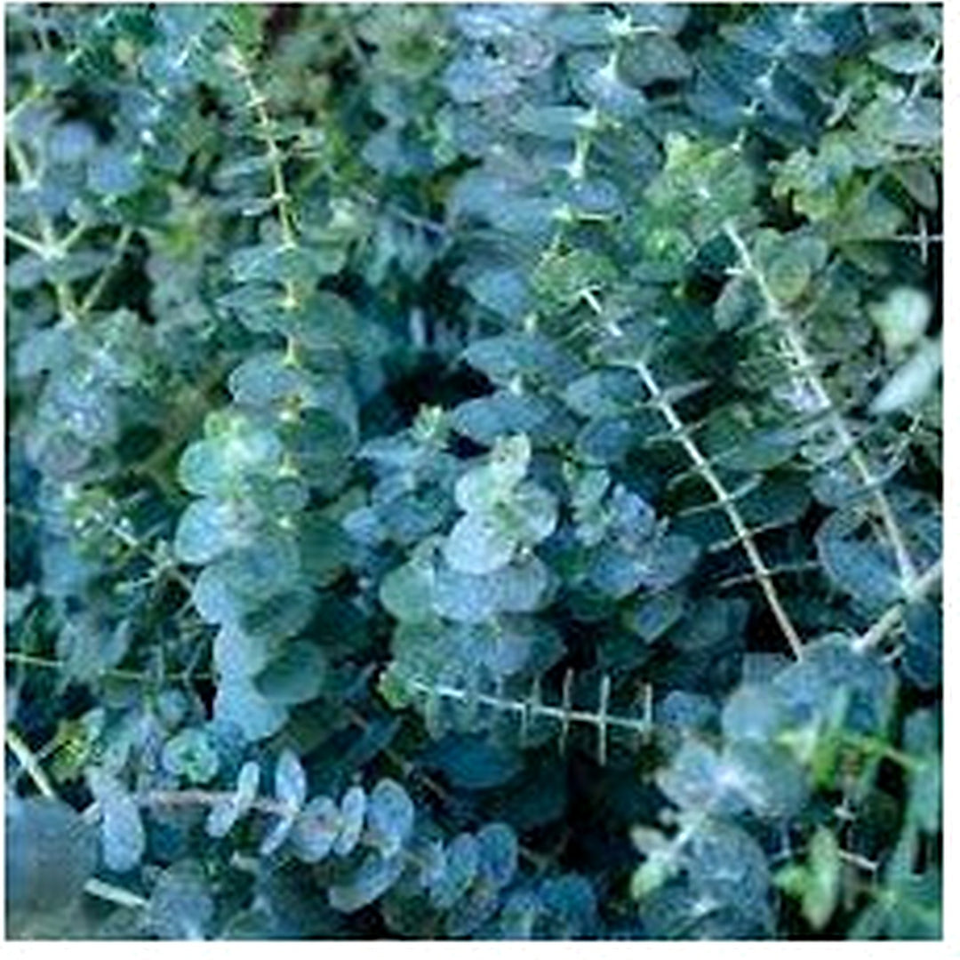 Green Eucalyptus Baby Blue Plant Seeds [neera-v5-2ab0007a2d53942b606d]