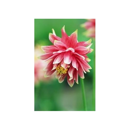 Pink Columbines Pale For Planting Organic Heirloom Non Gmo Flower Flower Seeds for Home Garden [neera-v5-2ab1913a5317fe6d94c7]