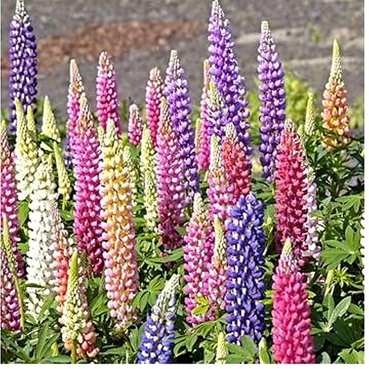 Lupin Pixie Flower Seeds [neera-v5-2ab715ea318163bfc62e]