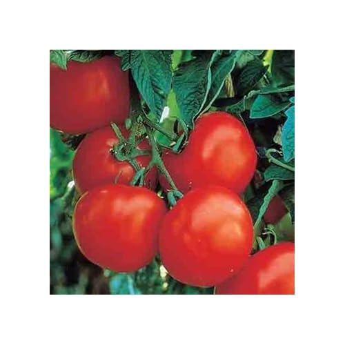 Dark Red Tomato Seeds for Planting [neera-v5-2abb2f8526071c5548cf]