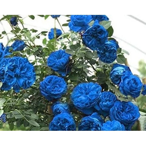 Sky Blue Climbing Rose Plant Seeds for Planting Non-GMO Heirloom Garden Seeds for Home and Outdoor Gardening [neera-v5-2acabf3599a1b4381058]