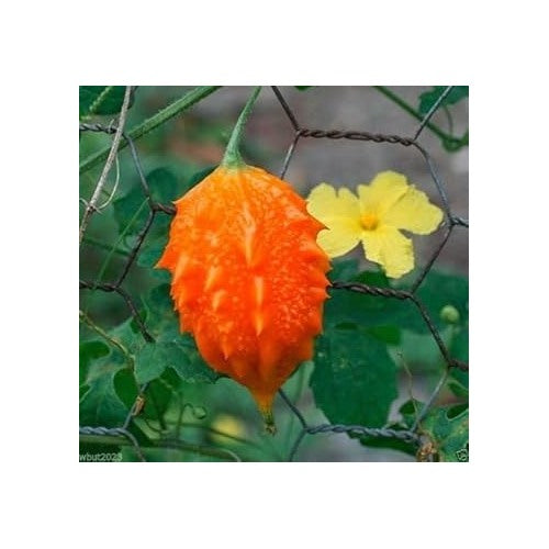 Orange Bitter Melon Vegetable Seeds for Planting [neera-v5-2ad2a3e0759af5dc8ce8]