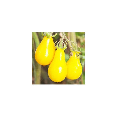 Yellow Pear Tomato Seeds for Planting [neera-v5-2ad3f10a4dfa79224257]