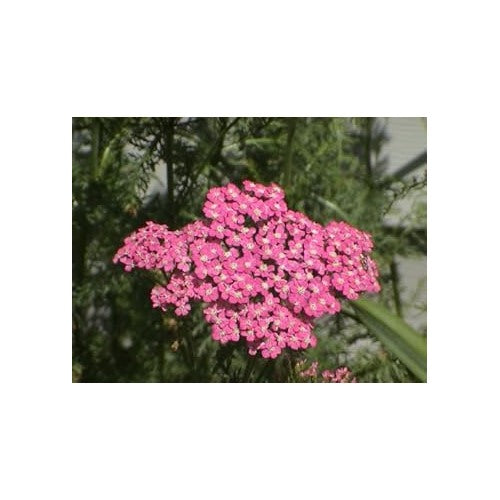 Pink Heirloom Cerise Yarrow Flower For Planting Non Gmo Flower Seeds for Home Garden Planting, [neera-v5-2ade8da8cdf341bd2334]