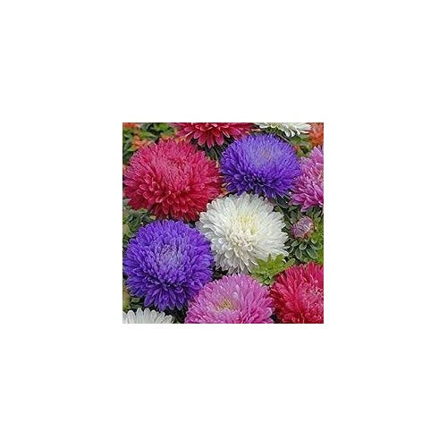 Aster Flower Seeds Heirloom Non GMO Planting [neera-v5-2ae11a189ef9456d749b]