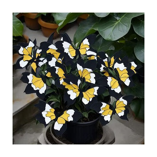 Moonlight Butterfly Begonia Flower Seeds Yellow-White-Black Heirloom Non-GMO High Germination Seeds for Planting [neera-v5-2ae4a1ef2363df1ab475]