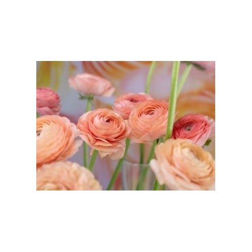 Heirloom Non-GMO Peach Ranunculus Flower Seeds for Planting [neera-v5-2ae81e481d36a459afb7]