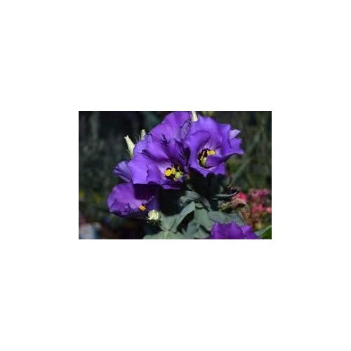 Lavender Mini Violet Flower Seeds for Planting [neera-v5-2af4d757ad33ec650190]