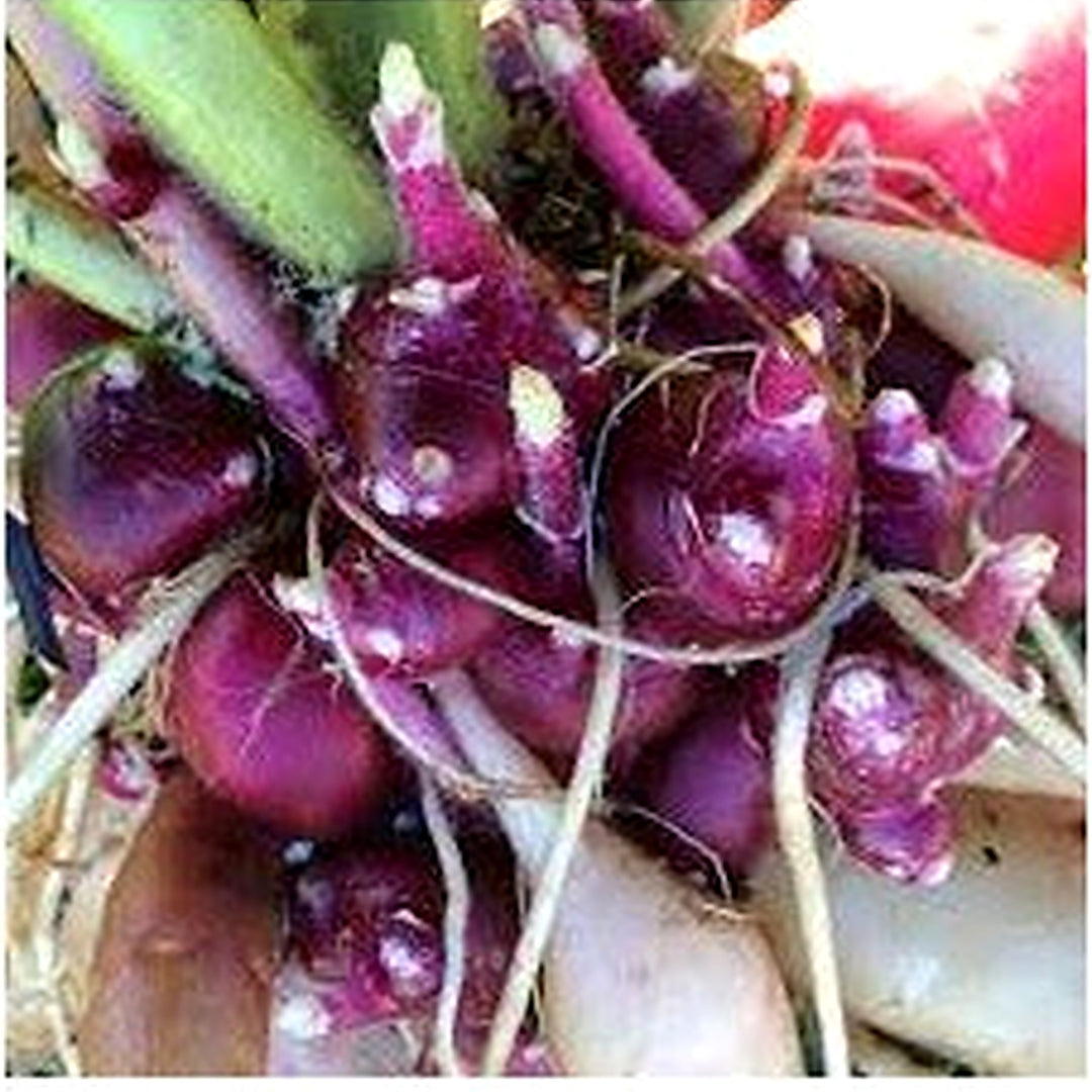 Late Red Yacon Seeds for Planting [neera-v5-2b11023eadcb1fc34abf]